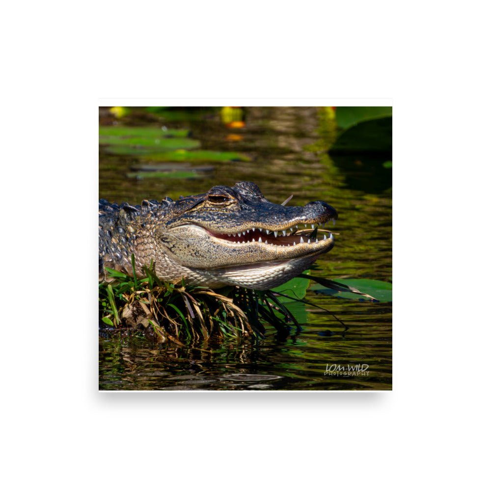 American Alligator Basking in the Sun | Florida Everglades Wildlife by LOMWILD - LOMWILD
