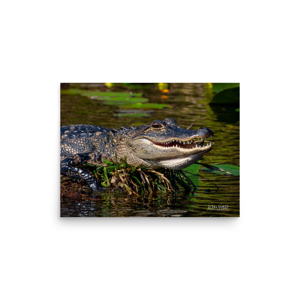 American Alligator Basking in the Sun | Florida Everglades Wildlife by LOMWILD - LOMWILD