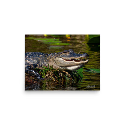 American Alligator Basking in the Sun | Florida Everglades Wildlife by LOMWILD - LOMWILD
