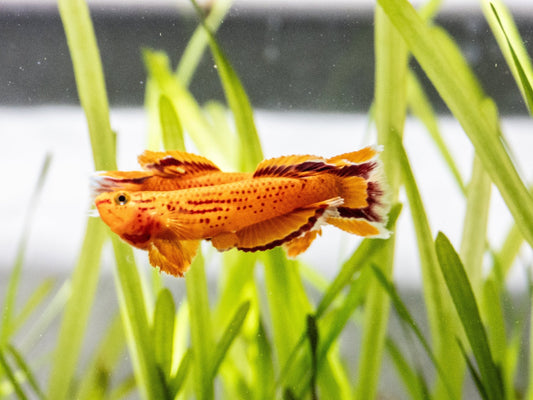 Aphyosemion Australe Orange Killifish Juvenile Male Trio - LOMWILD