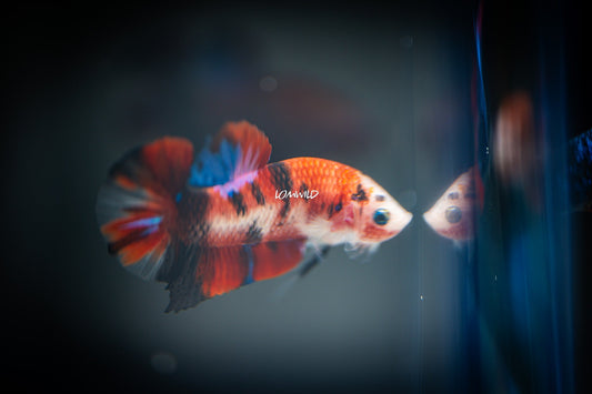 Betta Fish 008 - LOMWILD