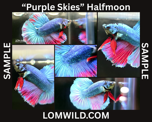 Betta Fish 0107 - LOMWILD