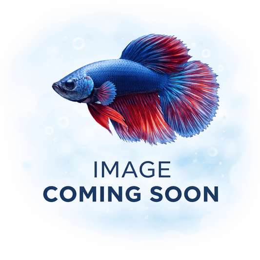 Betta Fish 0108 - LOMWILD