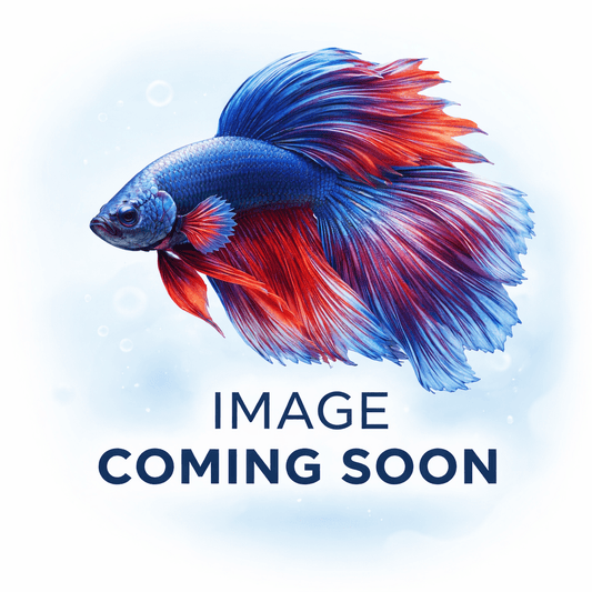 Betta Fish 090 - LOMWILD