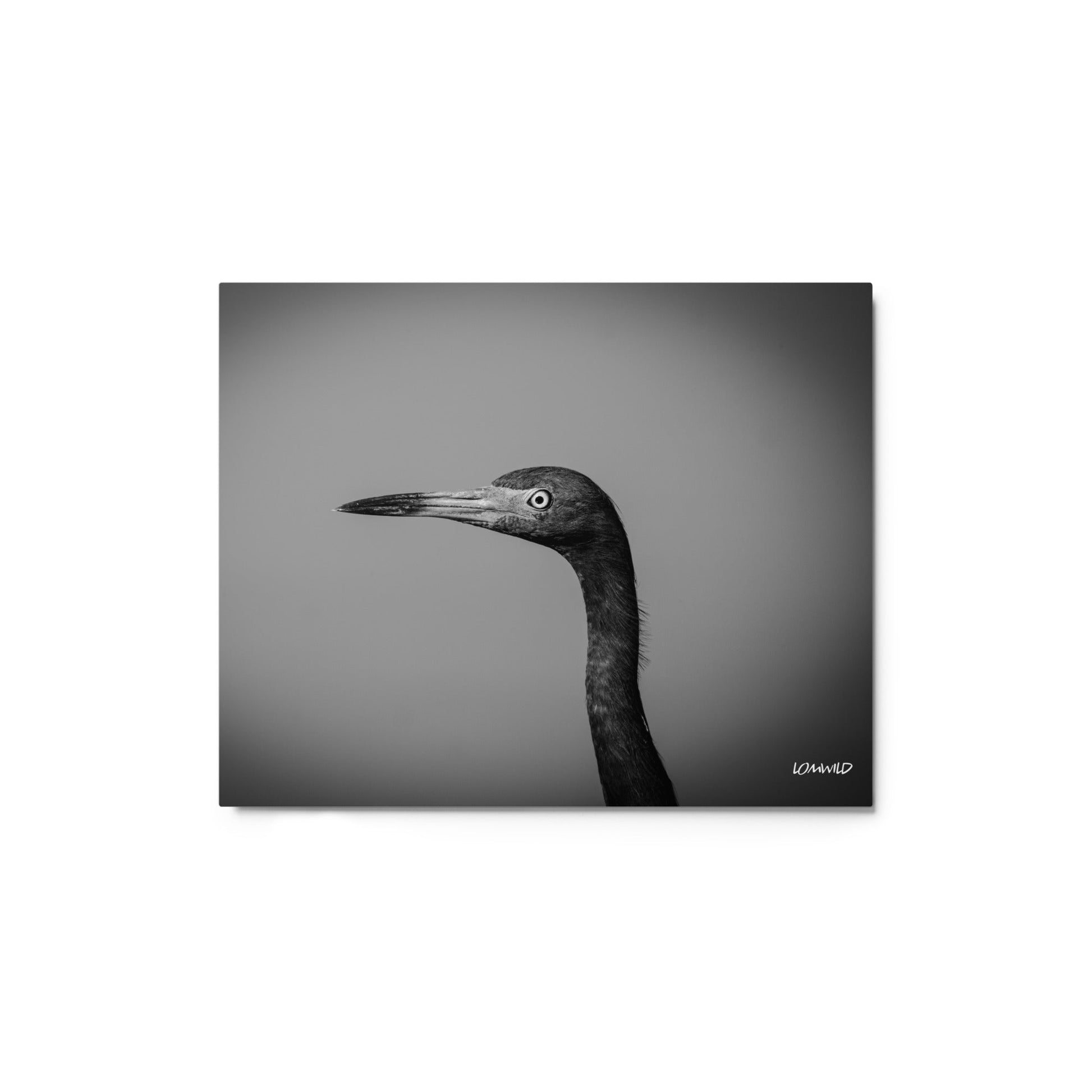 Black and White Heron Portrait – Metal Print by LOMWILD - LOMWILD