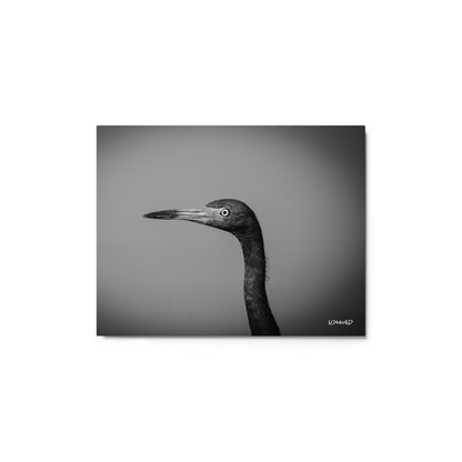 Black and White Heron Portrait – Metal Print by LOMWILD - LOMWILD