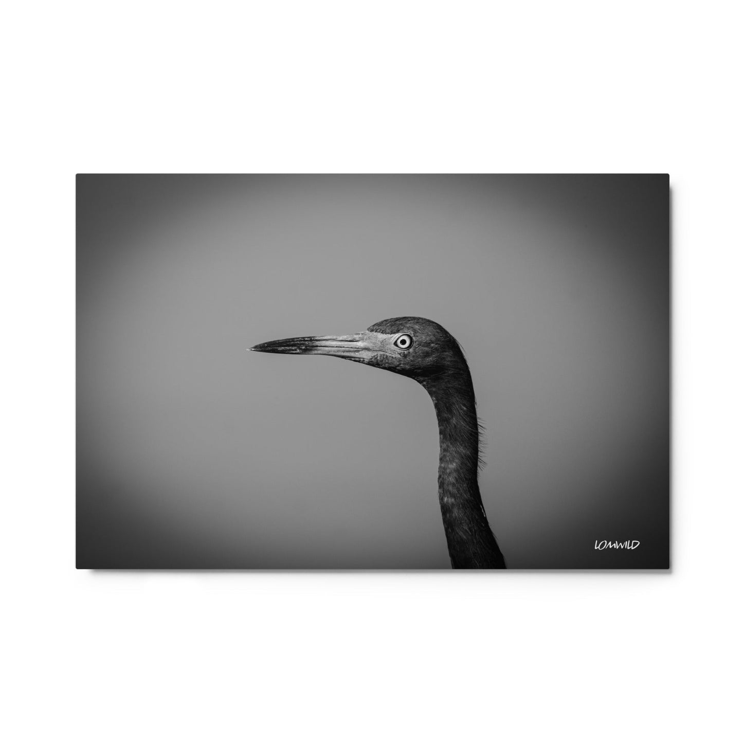 Black and White Heron Portrait – Metal Print by LOMWILD - LOMWILD