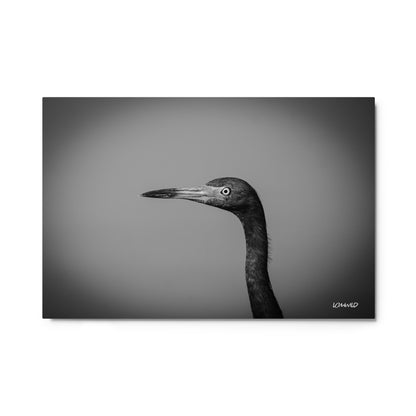 Black and White Heron Portrait – Metal Print by LOMWILD - LOMWILD