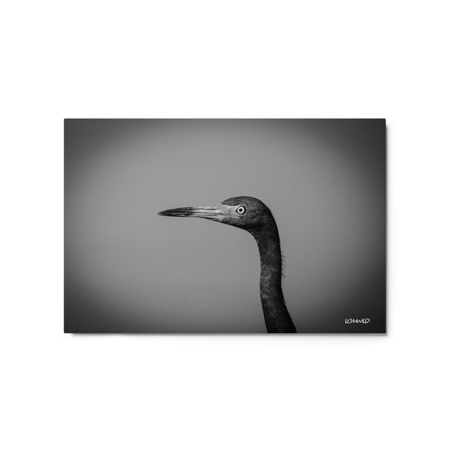 Black and White Heron Portrait – Metal Print by LOMWILD - LOMWILD