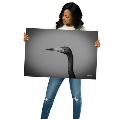 Black and White Heron Portrait – Metal Print by LOMWILD - LOMWILD