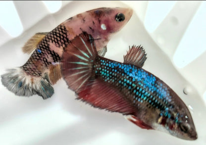 FEMALE BETTA BLOWOUT SALE | USA Bred & Raised - LOMWILD
