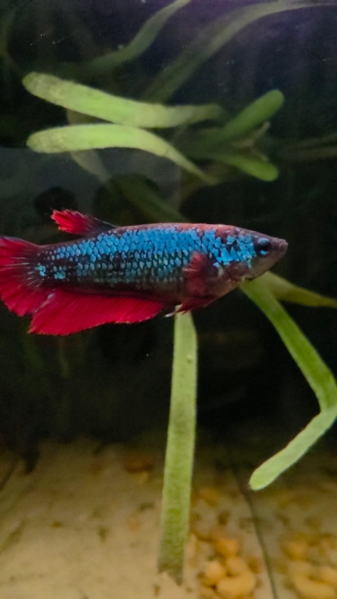 FEMALE BETTA BLOWOUT SALE | USA Bred & Raised - LOMWILD