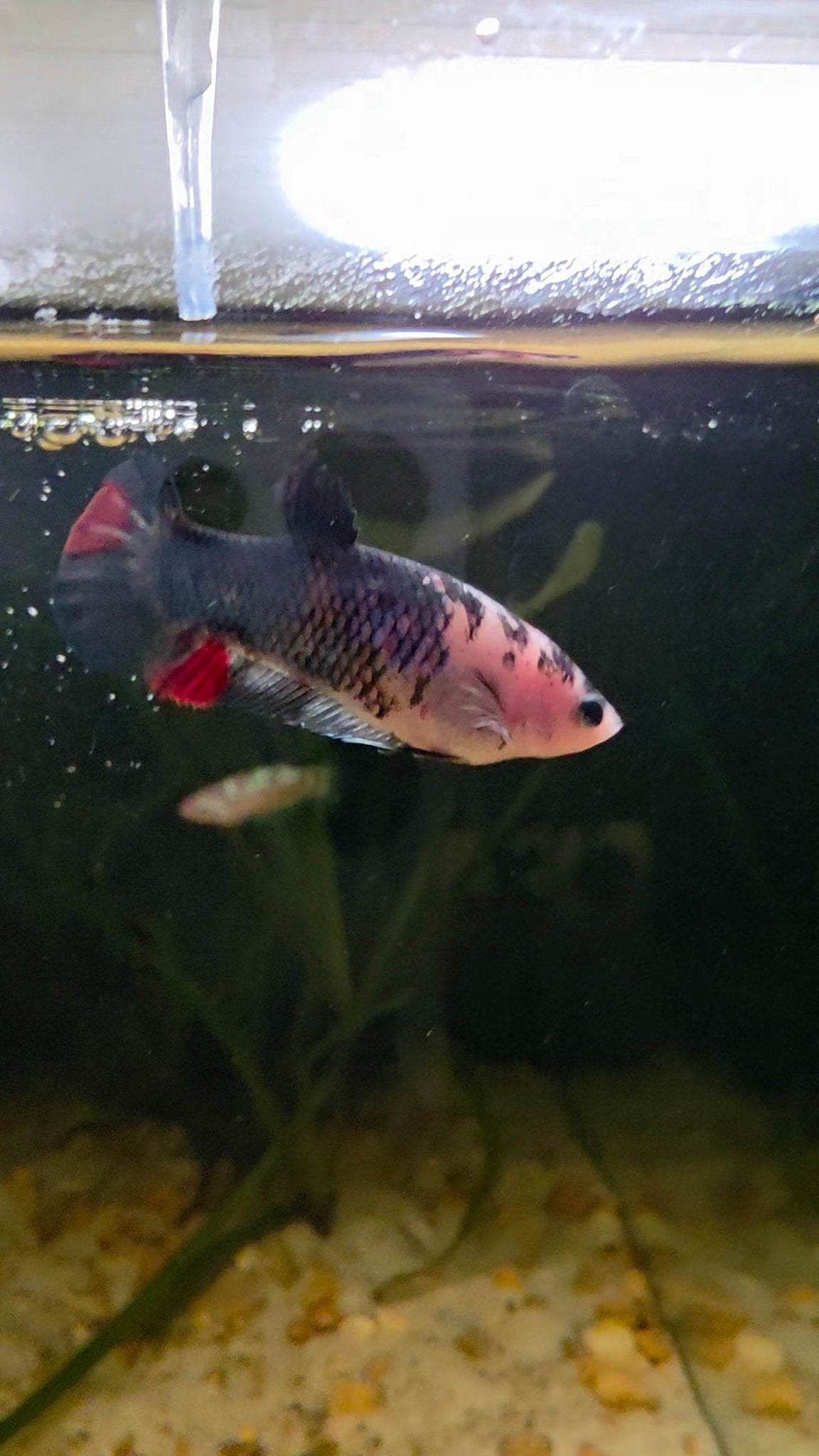 FEMALE BETTA BLOWOUT SALE | USA Bred & Raised - LOMWILD