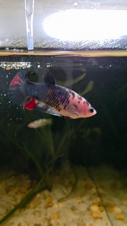 FEMALE BETTA BLOWOUT SALE | USA Bred & Raised - LOMWILD