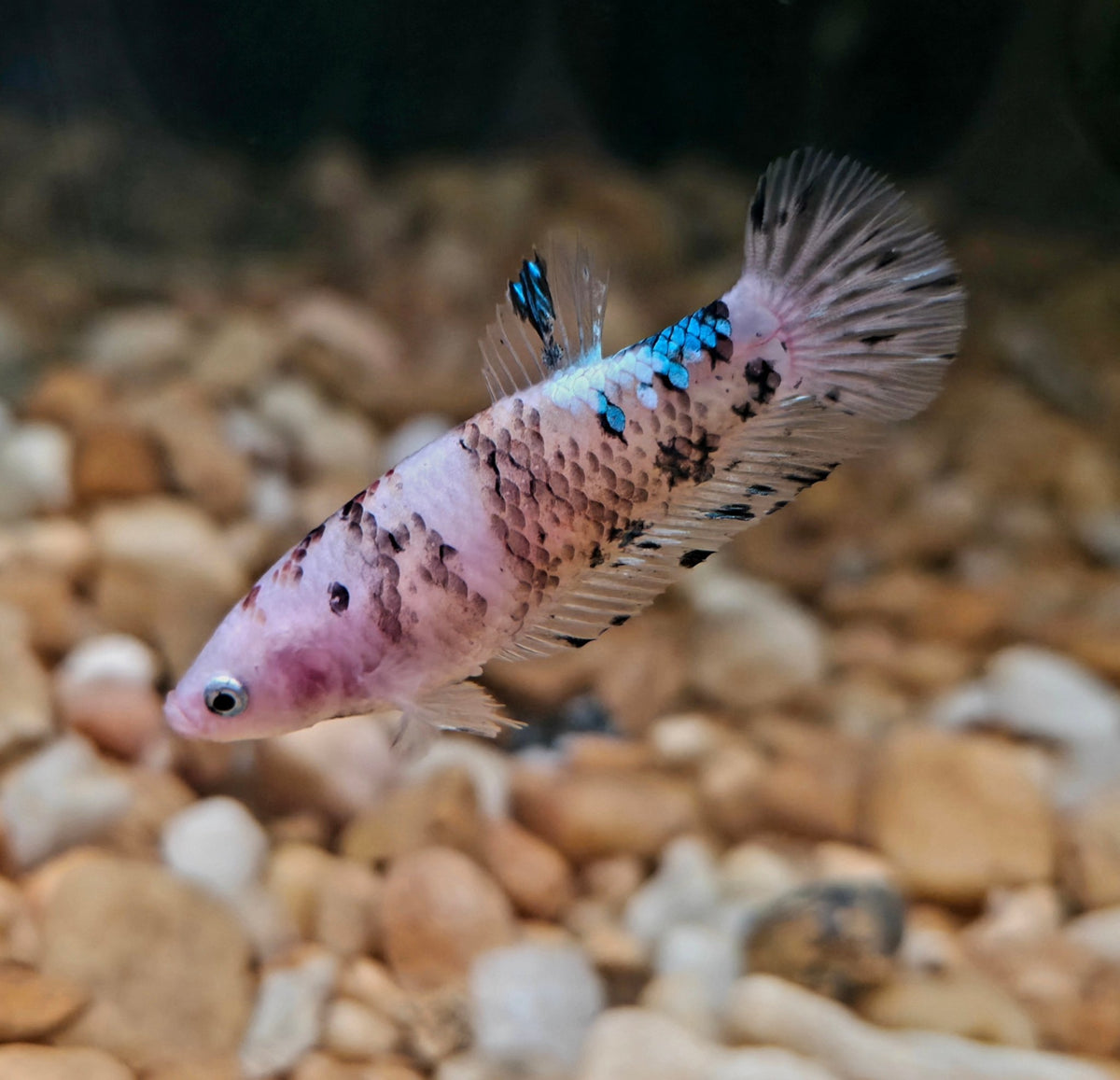 FEMALE BETTA BLOWOUT SALE | USA Bred & Raised - LOMWILD