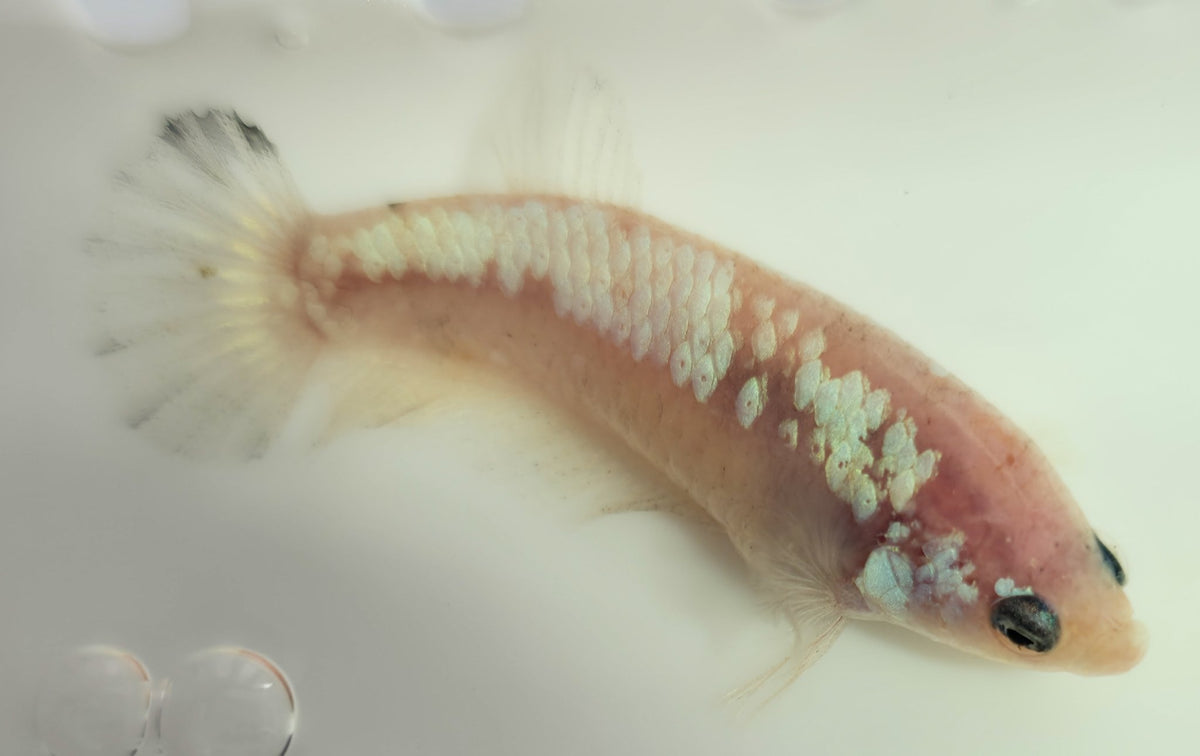 FEMALE BETTA BLOWOUT SALE | USA Bred & Raised - LOMWILD