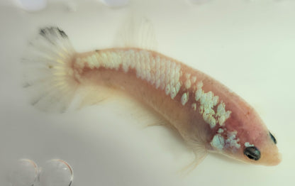 FEMALE BETTA BLOWOUT SALE | USA Bred & Raised - LOMWILD