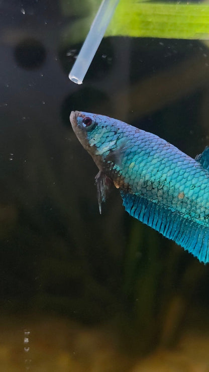 FEMALE BETTA BLOWOUT SALE | USA Bred & Raised - LOMWILD