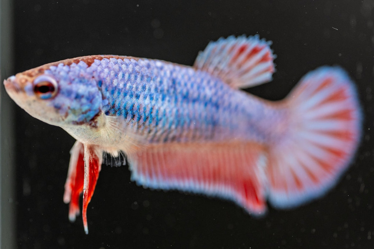 FEMALE BETTA BLOWOUT SALE | USA Bred & Raised - LOMWILD