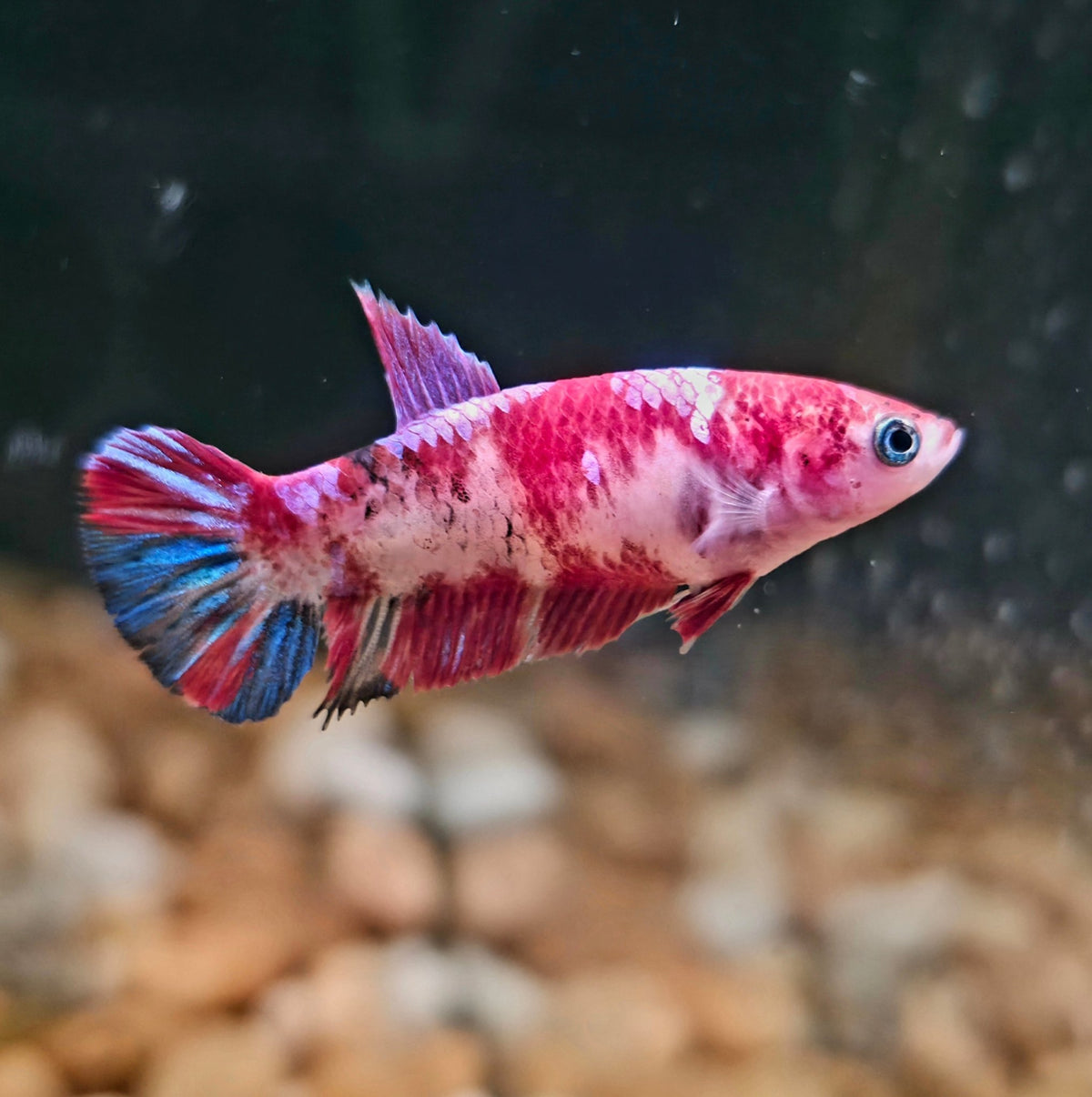 FEMALE BETTA BLOWOUT SALE | USA Bred & Raised - LOMWILD