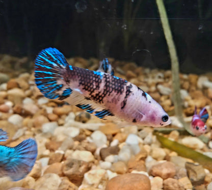 FEMALE BETTA BLOWOUT SALE | USA Bred & Raised - LOMWILD