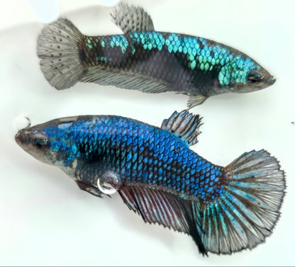 FEMALE BETTA BLOWOUT SALE | USA Bred & Raised - LOMWILD