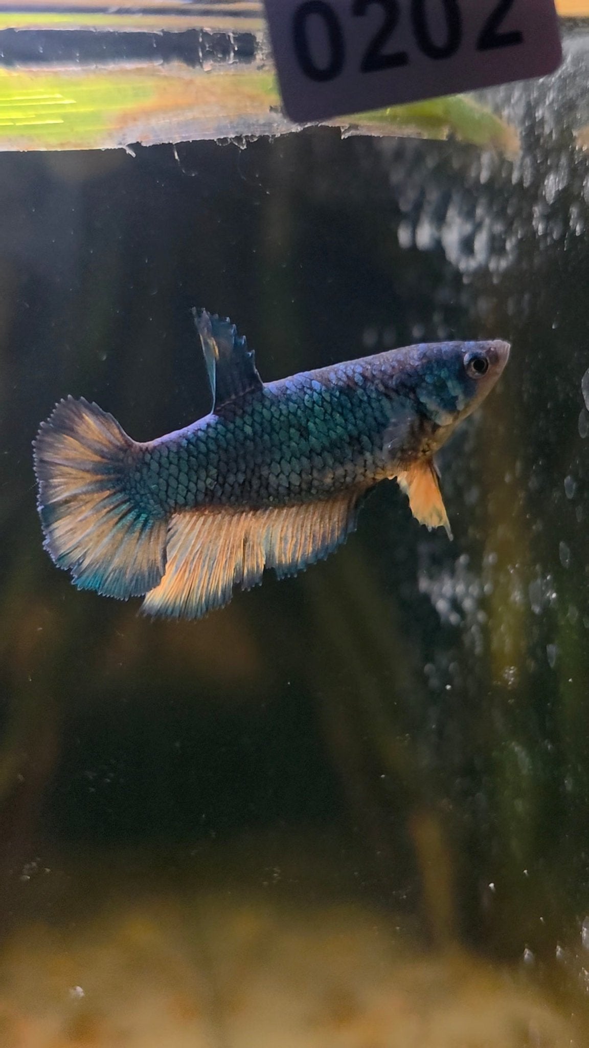 FEMALE BETTA BLOWOUT SALE | USA Bred & Raised - LOMWILD