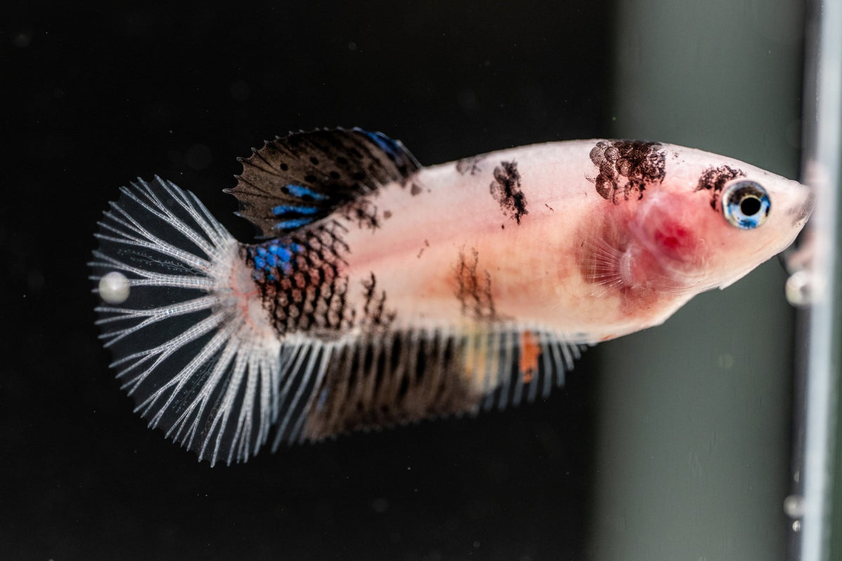 FEMALE BETTA BLOWOUT SALE | USA Bred & Raised - LOMWILD