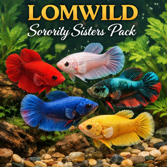 Female Betta Sorority Sisters Pack Five Count Live Freshwater Betta Fish - LOMWILD