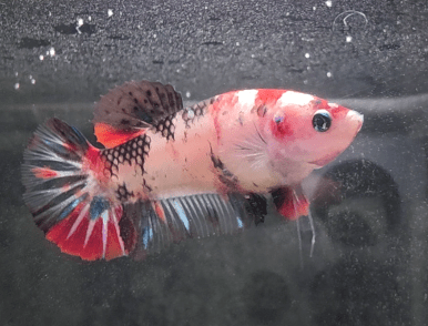 Female Koi Halfmoon Plakat Betta Fish 001 - LOMWILD