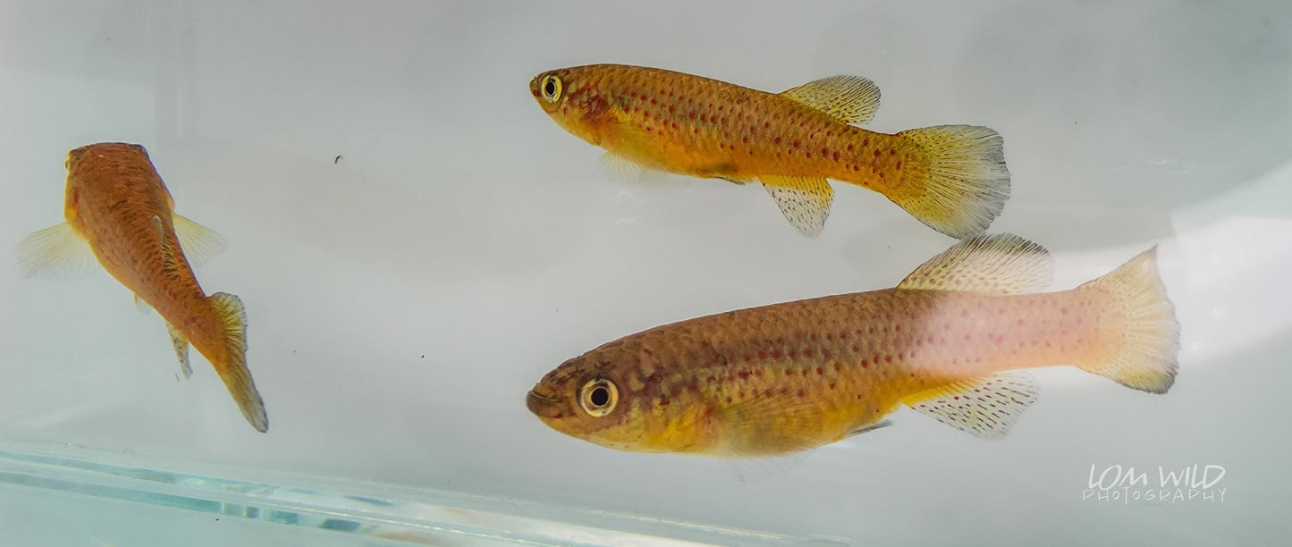 Fundulopanchax gardneri Killifish - LOMWILD