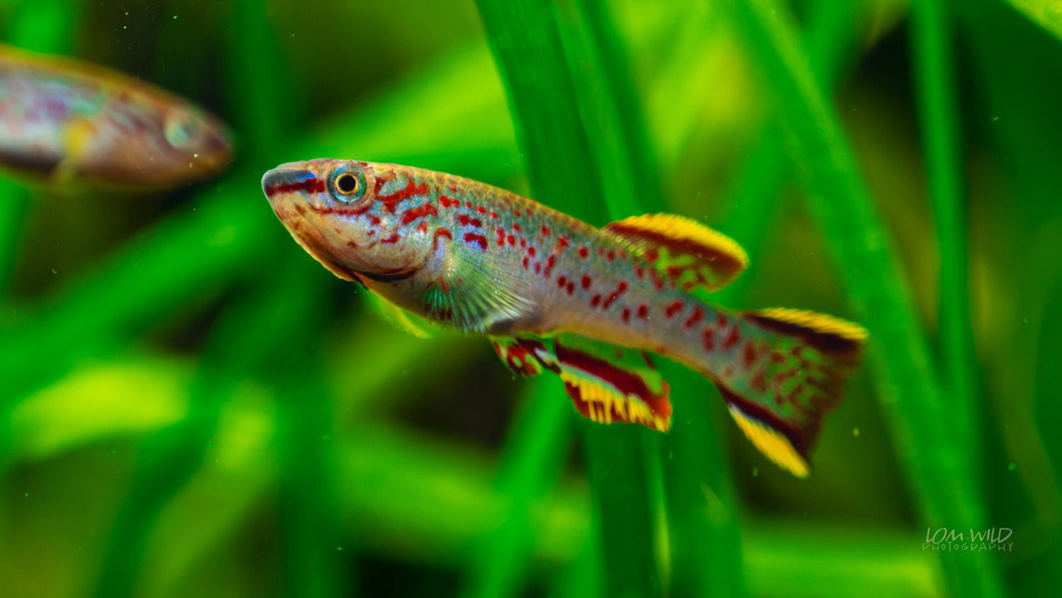 Fundulopanchax gardneri Killifish - LOMWILD