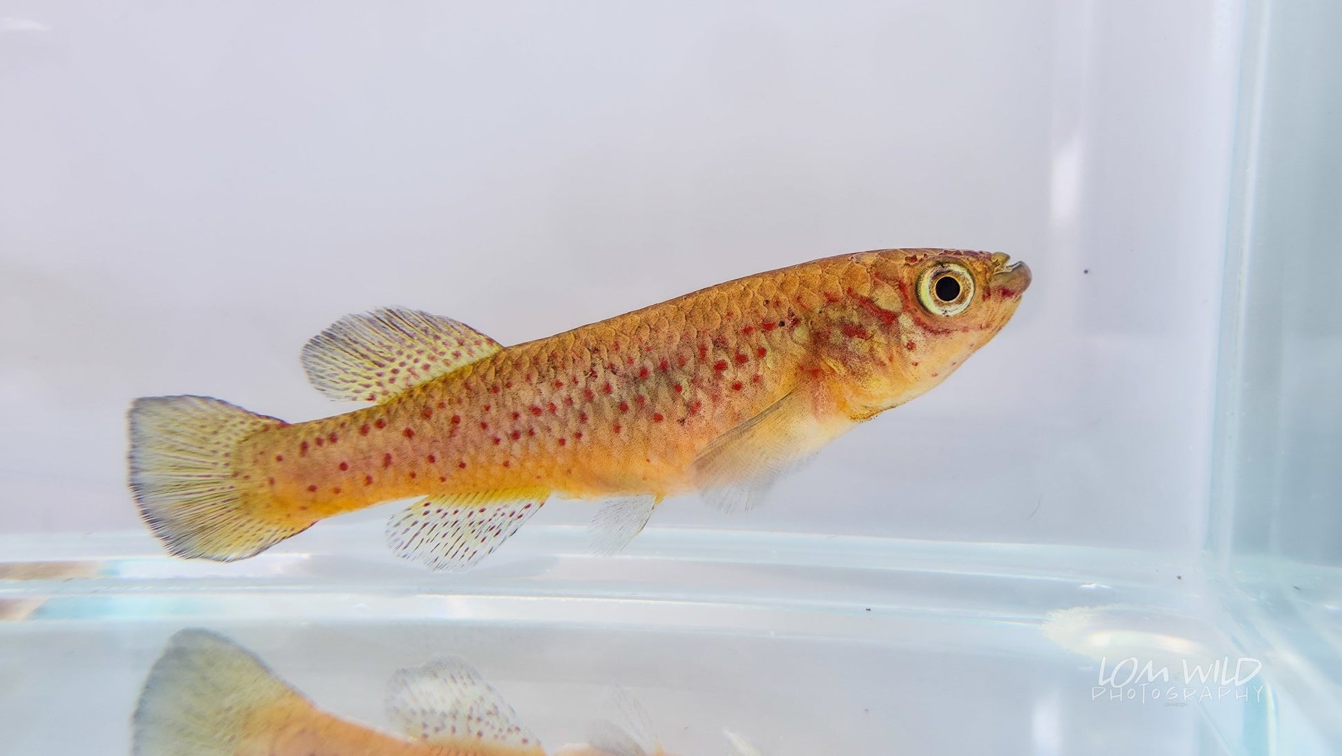 Fundulopanchax gardneri Killifish - LOMWILD