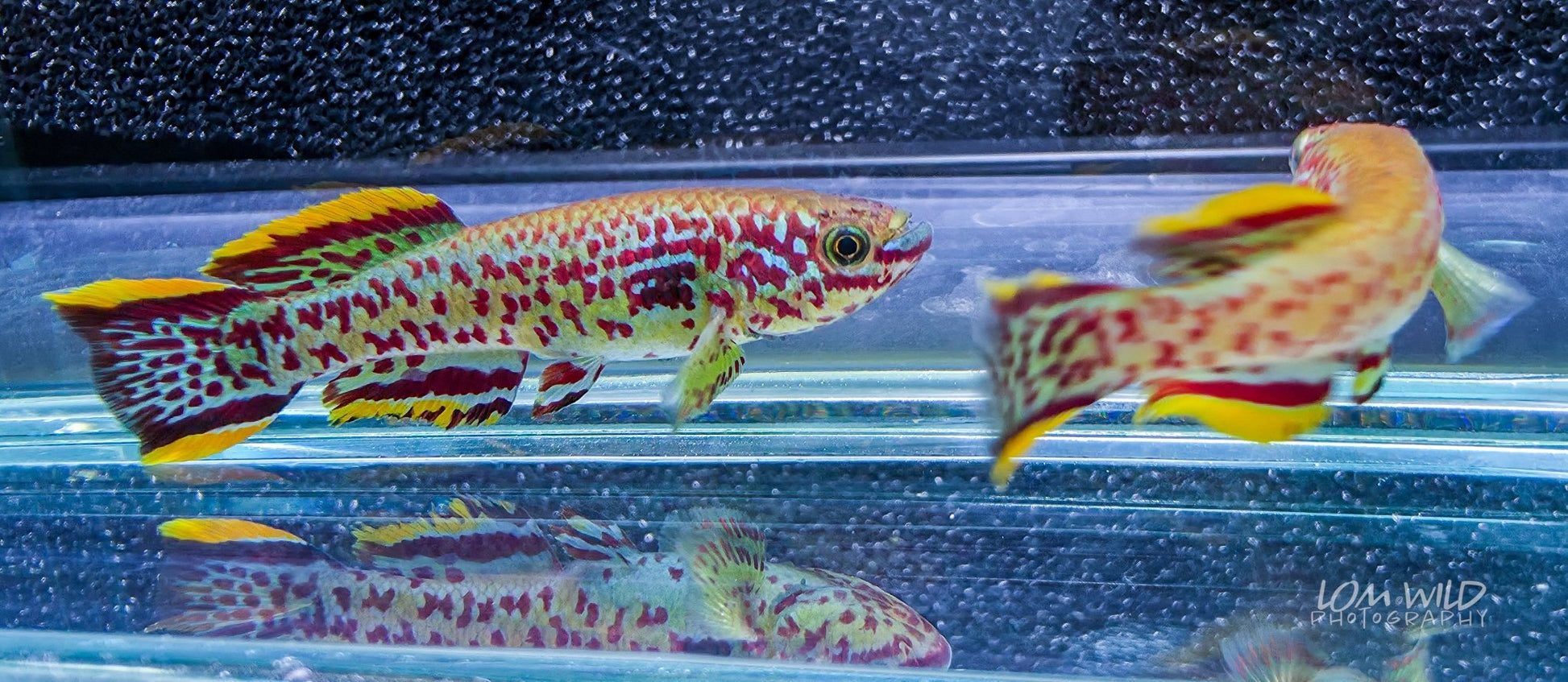Fundulopanchax gardneri Killifish - LOMWILD
