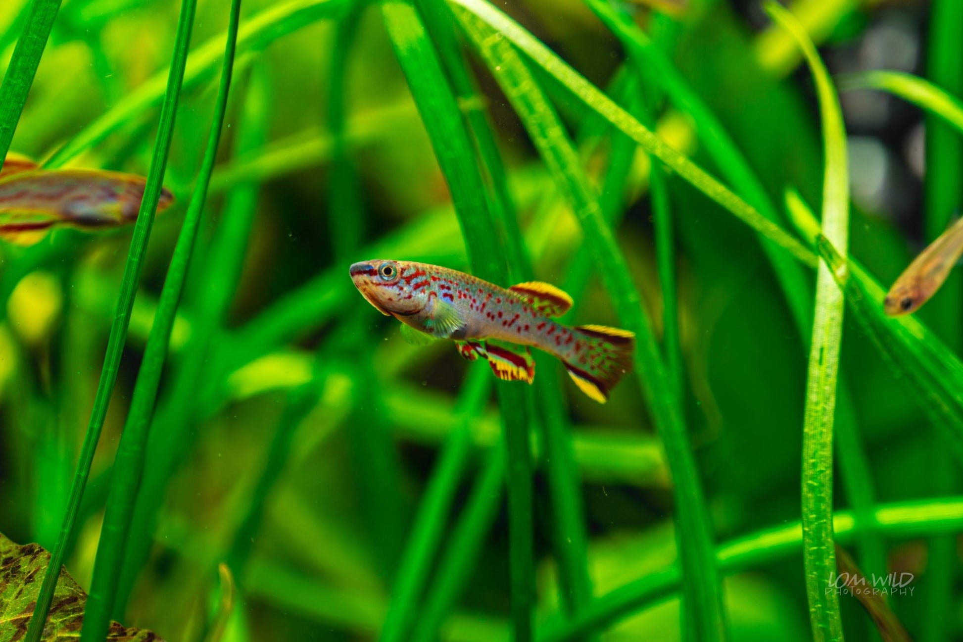 Fundulopanchax gardneri Killifish - LOMWILD
