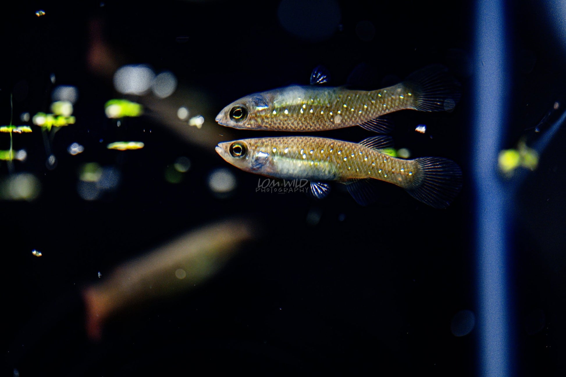 Fundulus chrysotus - Golden Top Minnow - Killifish - LOMWILD