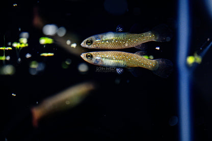 Fundulus chrysotus - Golden Top Minnow - Killifish - LOMWILD