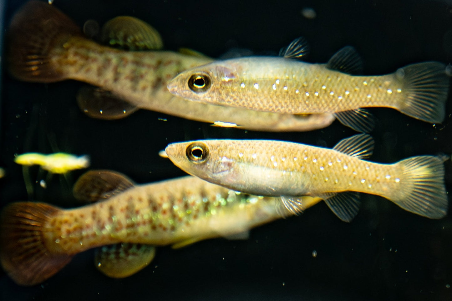 Fundulus chrysotus - Golden Top Minnow - Killifish - LOMWILD