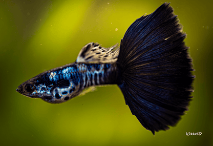 Galaxy Neon Blue Tail Fancy Guppy Male/Female Pair - LOMWILD