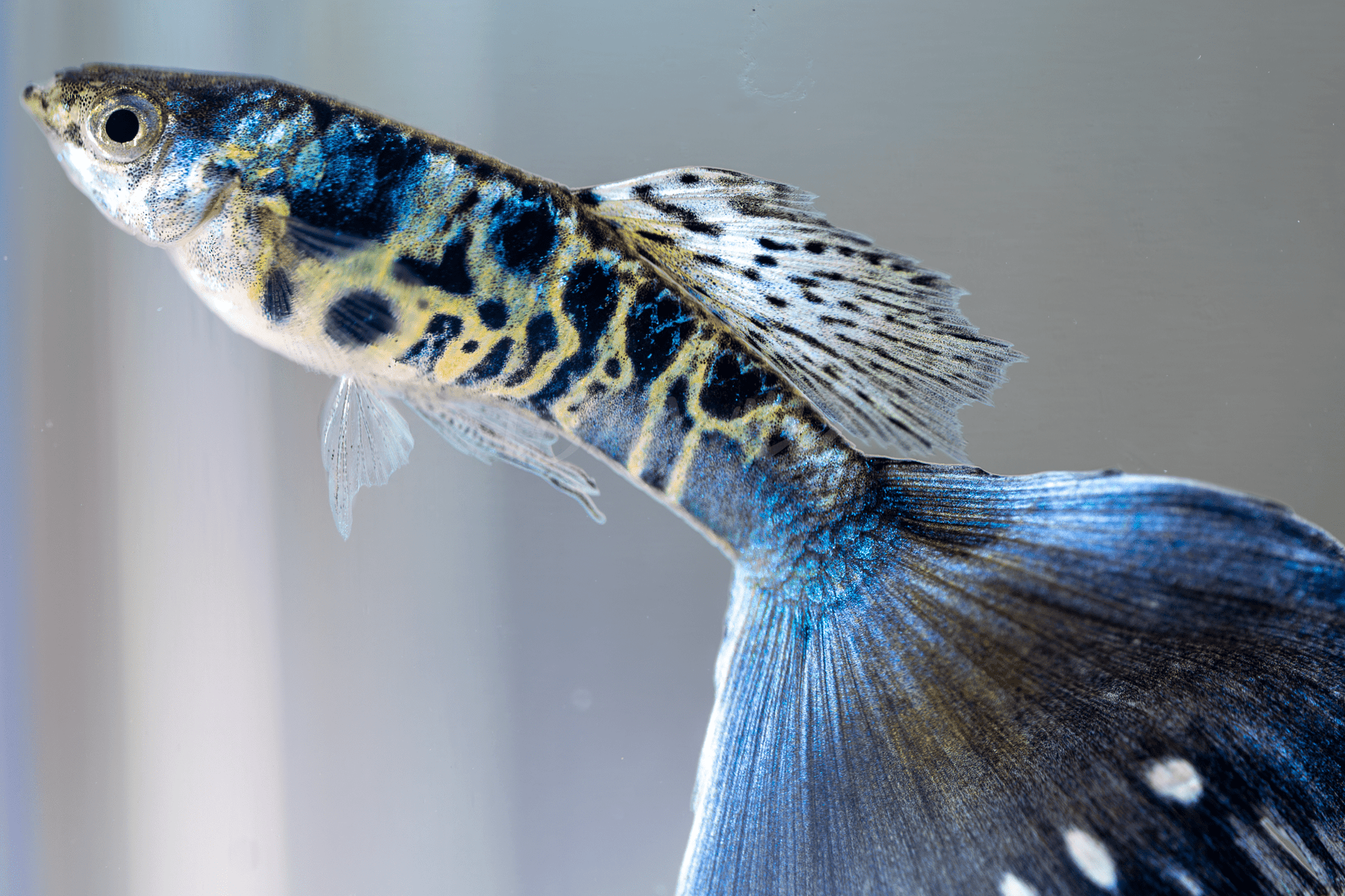 Galaxy Neon Blue Tail Fancy Guppy Male/Female Pair - LOMWILD