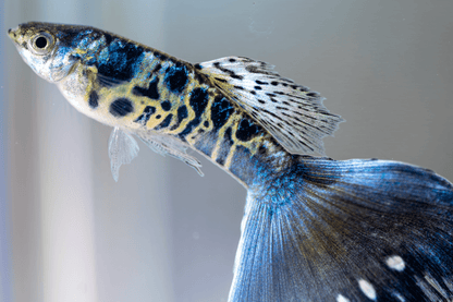 Galaxy Neon Blue Tail Fancy Guppy Male/Female Pair - LOMWILD