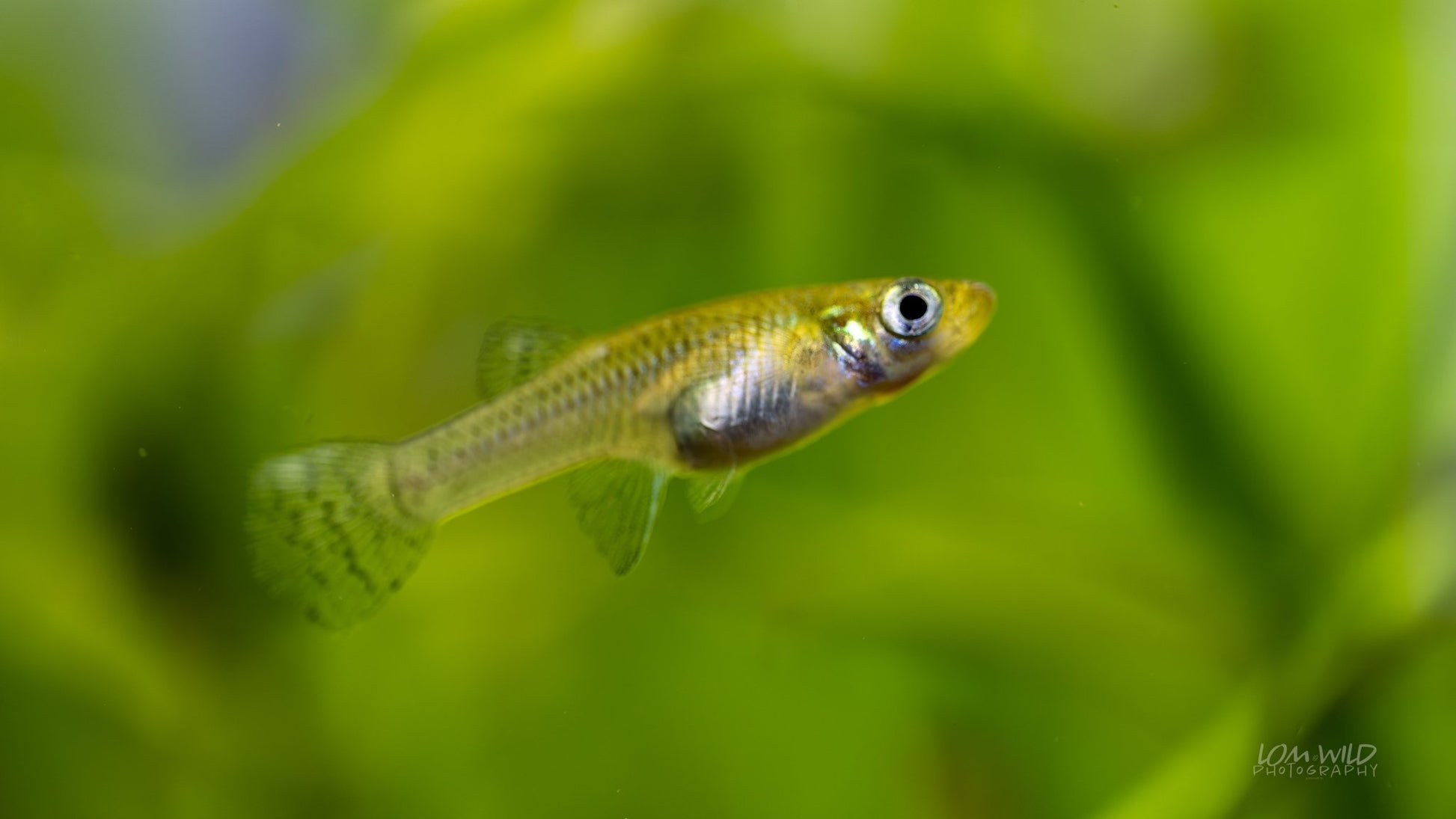 Gambusia Mosquito Fish - Normal Strain - LOMWILD