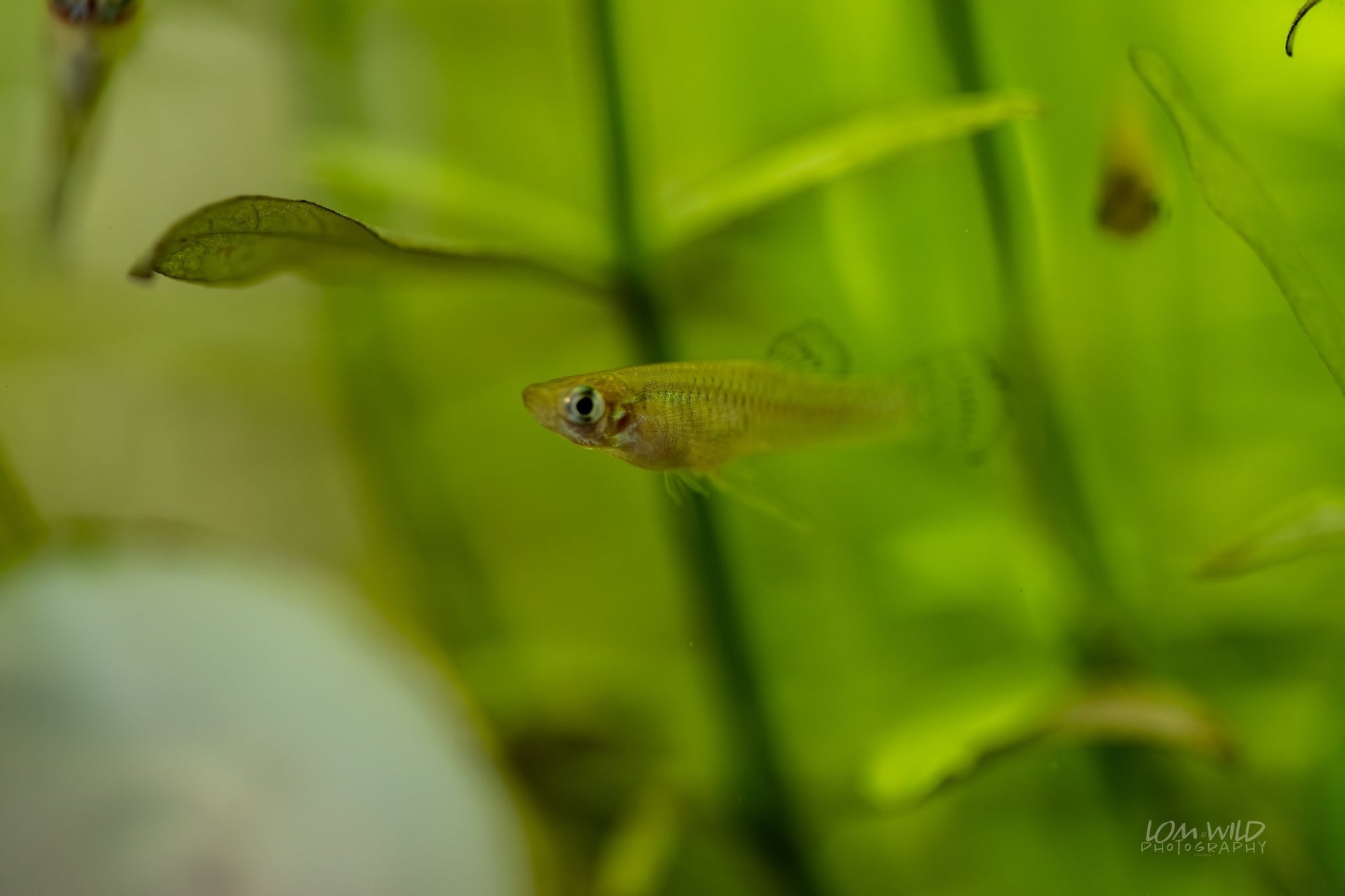 Gambusia Mosquito Fish - Normal Strain - LOMWILD