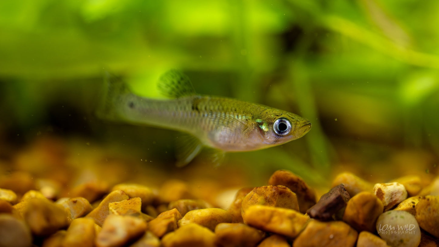 Gambusia Mosquito Fish - Normal Strain - LOMWILD
