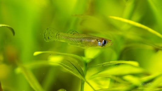 Gambusia Mosquito Fish - Normal Strain - LOMWILD