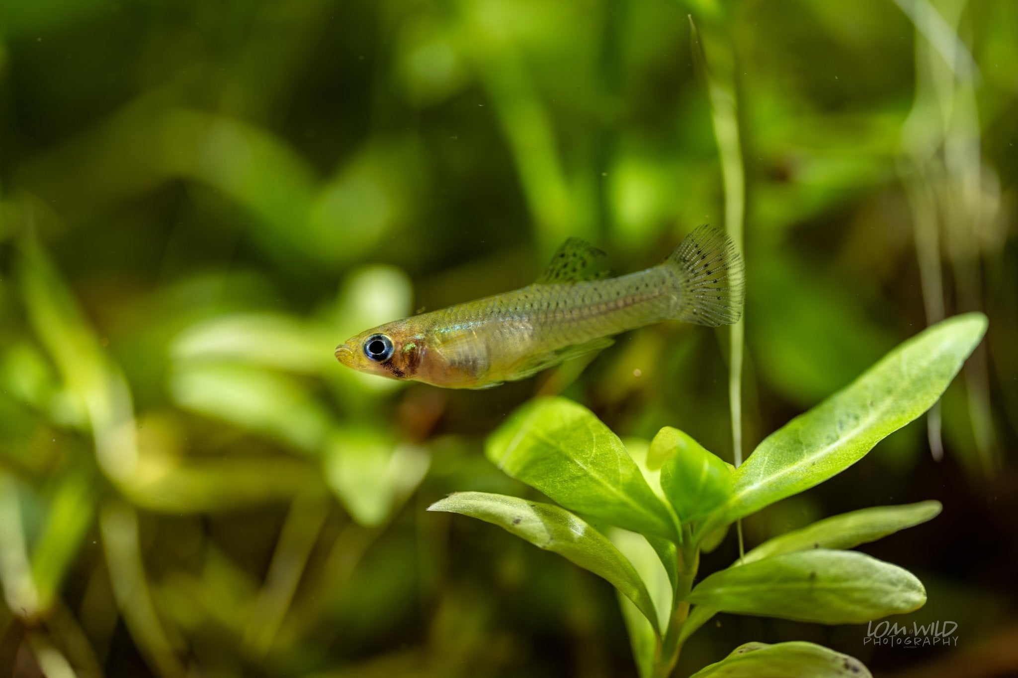 Gambusia Mosquito Fish Normal Strain for Sale | LOMWILD