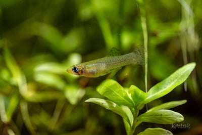 Gambusia Mosquito Fish - Normal Strain - LOMWILD