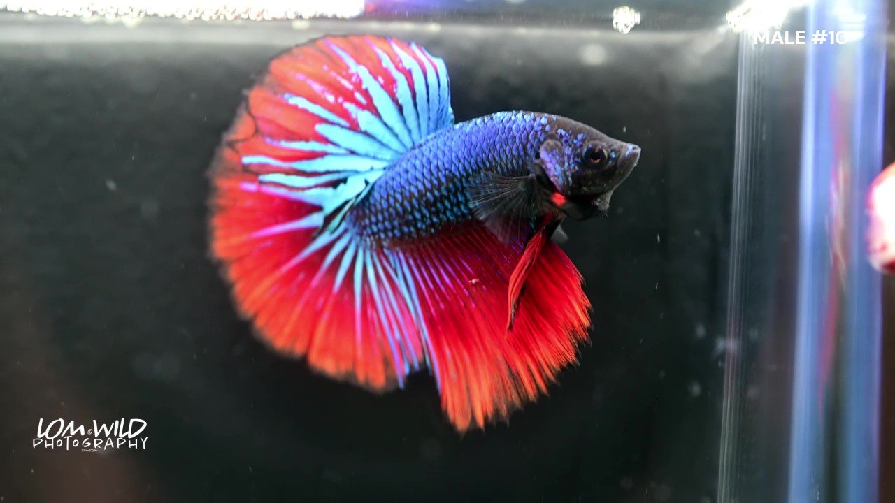 Halfmoon Male Betta Fish 010 - LOMWILD