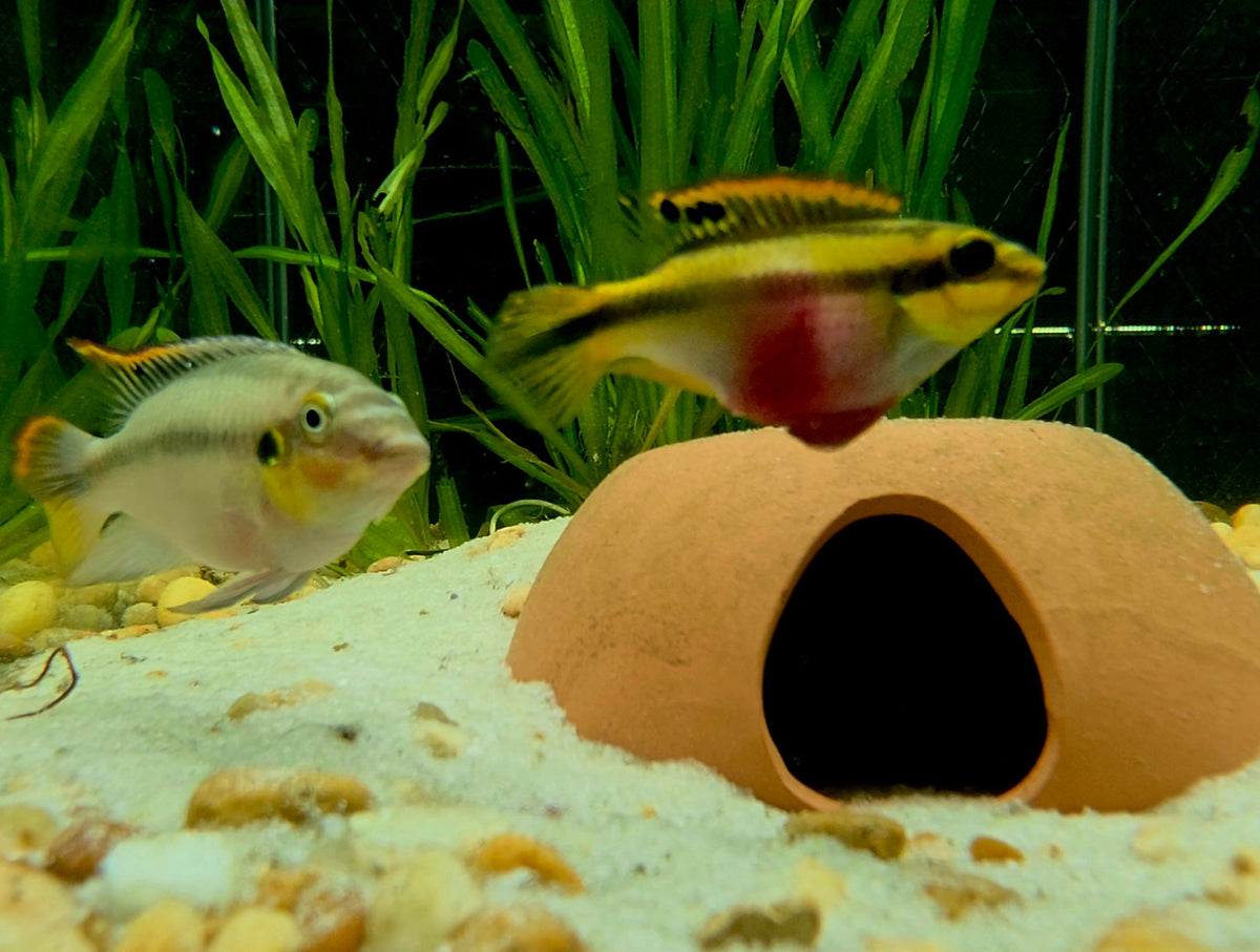 Kribensis Cichlid | Well Started Juvenile & Sub Adult | Sexed and Proven Pairs | Pelvicachromis pulcher - LOMWILD