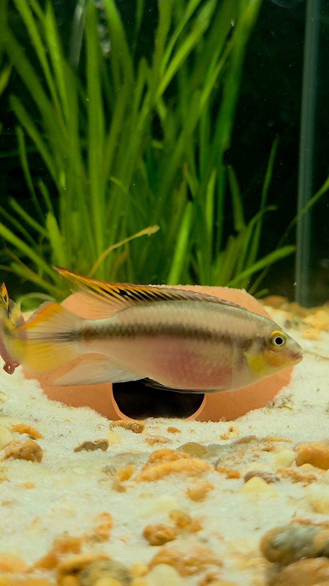 Kribensis Cichlid | Well Started Juvenile & Sub Adult | Sexed and Proven Pairs | Pelvicachromis pulcher - LOMWILD